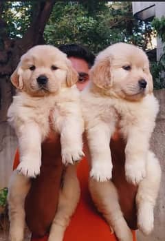 Golden retriever puppies 03361777030