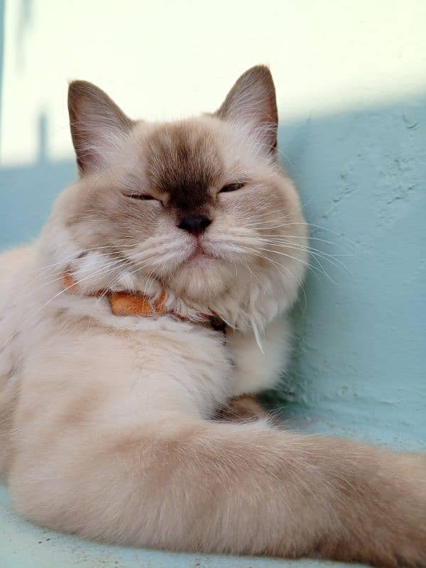 Siamese Himalayan Persian cat for sale!! 2