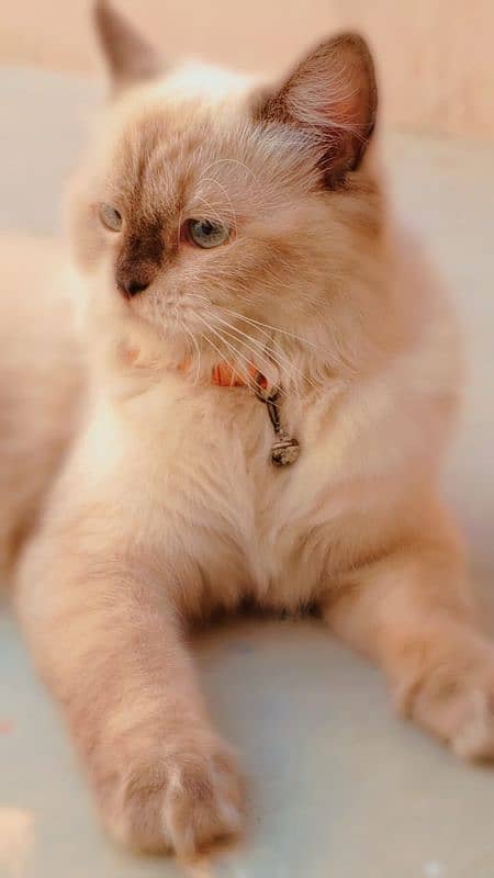 Siamese Himalayan Persian cat for sale!! 3