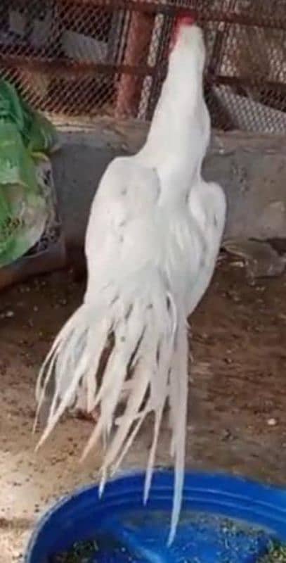 Indian parrots back chicks 1