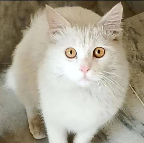 Persian Cat (Male) 1