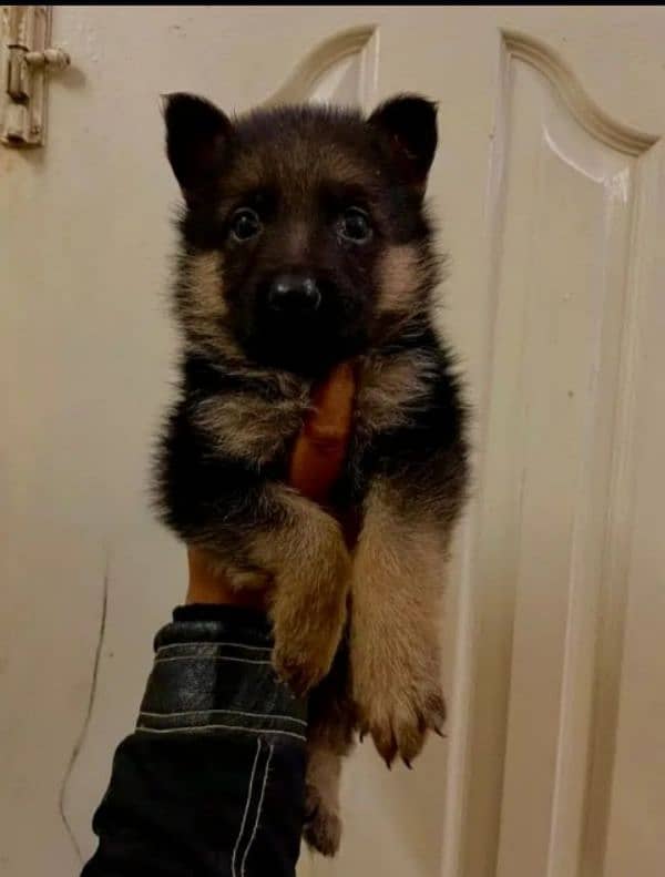 German Shepherd puppy | Long Coat For Sale |03463649736 WhatsApp 2