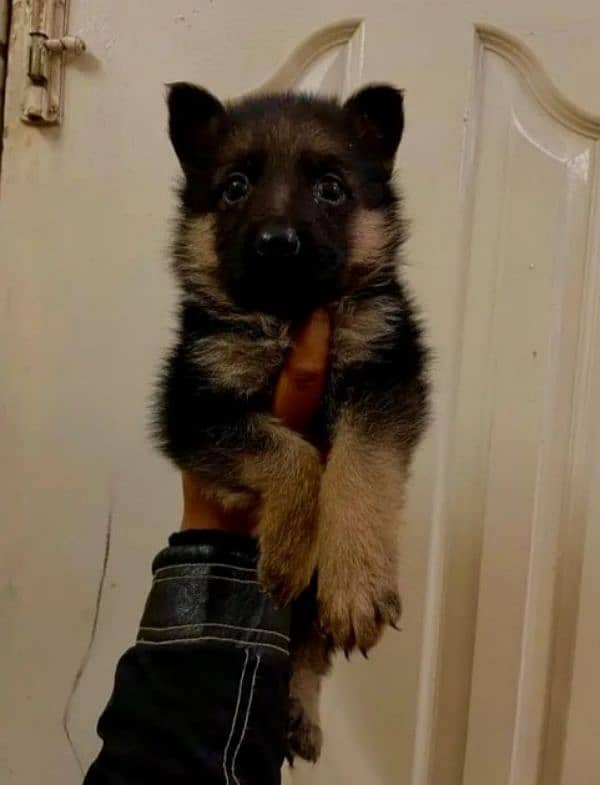 German Shepherd puppy | Long Coat For Sale |03463649736 WhatsApp 3