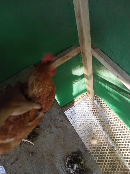 Lohman Brown And Black Hens For Sell 1