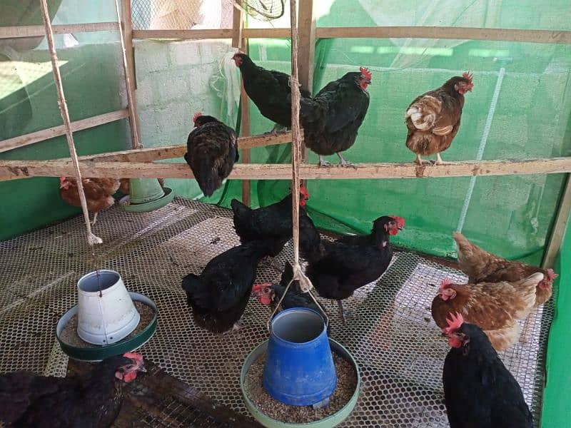 Lohman Brown And Black Hens For Sell 2