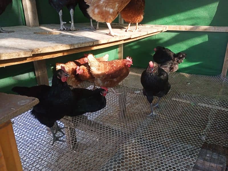 Lohman Brown And Black Hens For Sell 3