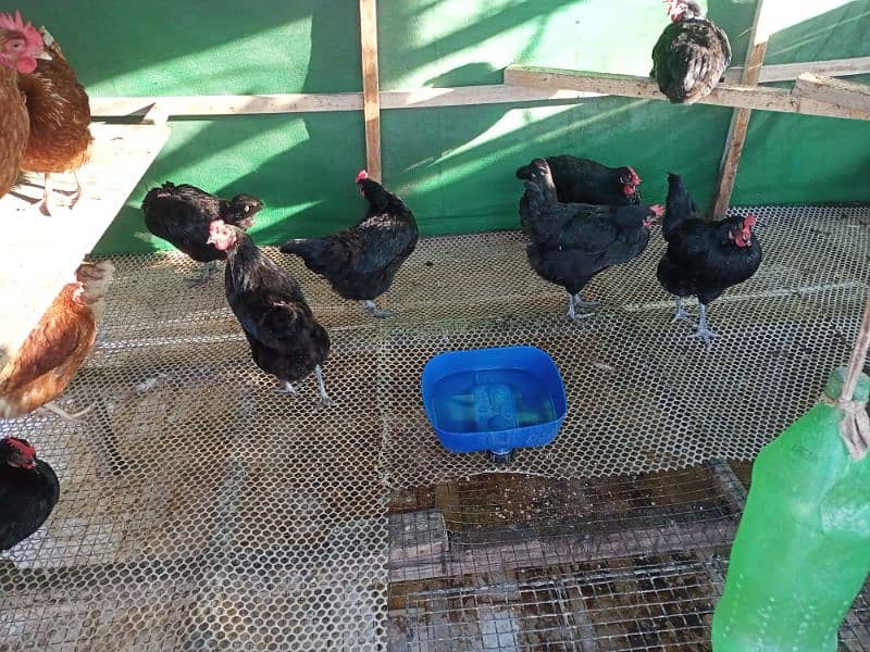 Lohman Brown And Black Hens For Sell 5