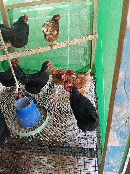 Lohman Brown And Black Hens For Sell 6