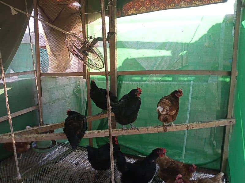 Lohman Brown And Black Hens For Sell 7