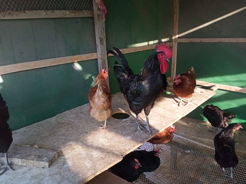 Lohman Brown And Black Hens For Sell 8