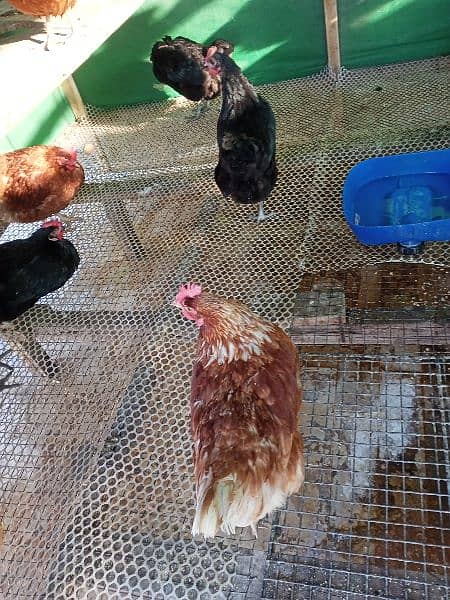 Lohman Brown And Black Hens For Sell 9