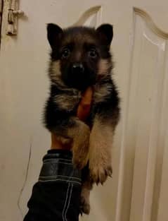 German Shepherd puppy | Long Coat For Sale |03463649736 WhatsApp