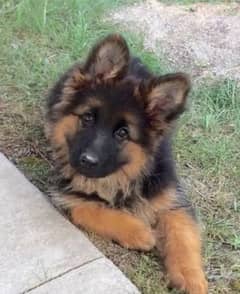 German Shepherd puppy | Long Coat For Sale |03463649736 WhatsApp