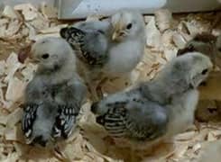 Silkie,Ayamcemani,silver sebright.