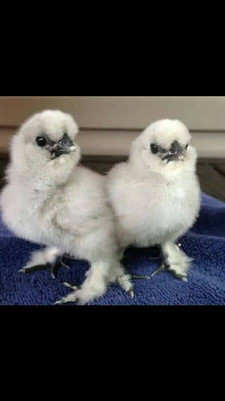 Silkie,Ayamcemani,silver sebright. 1