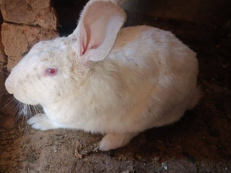 Flemish Rabbit Male and Female 3