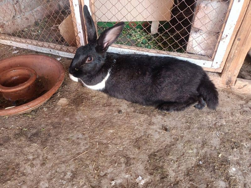 Flemish Rabbit Male and Female 2