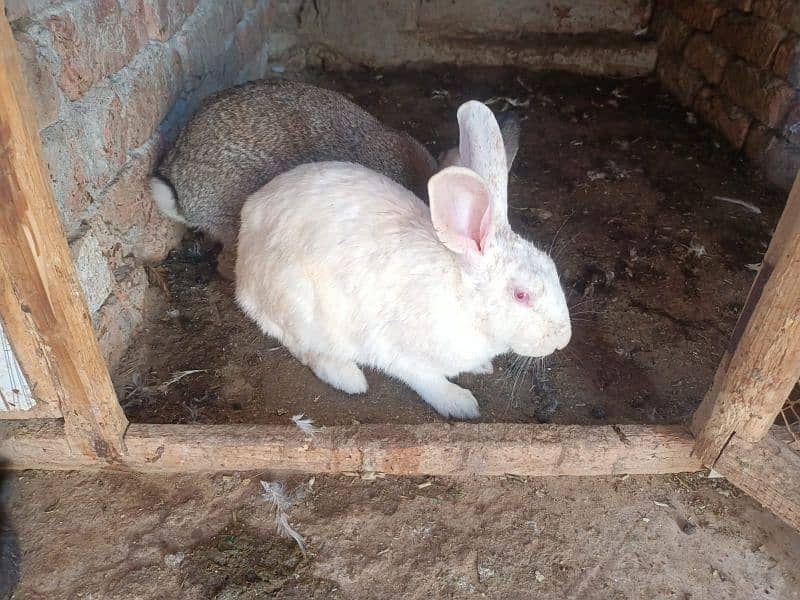 Flemish Rabbit Male and Female 4