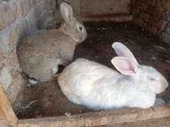 Flemish Rabbit Male and Female