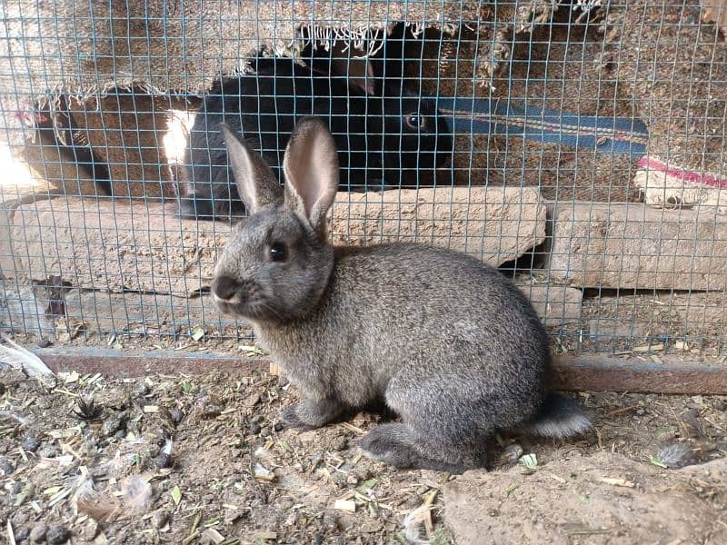 Flemish Rabbit Male and Female 5