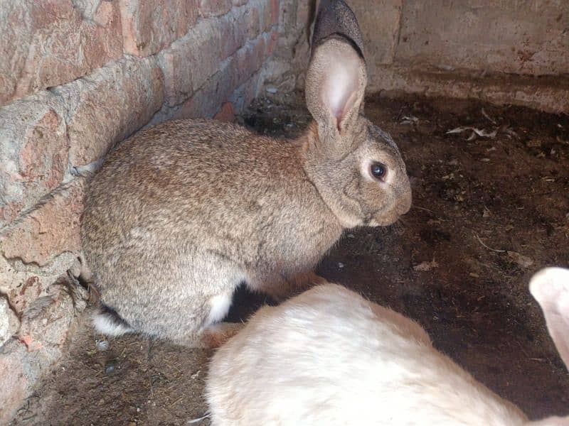 Flemish Rabbit Male and Female 1