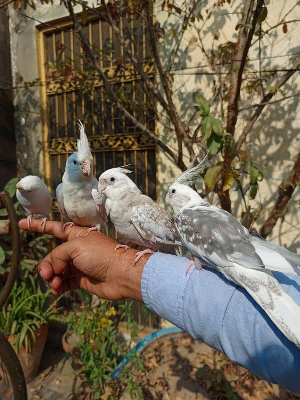 Handtame cockatiel bird sami tamed 2