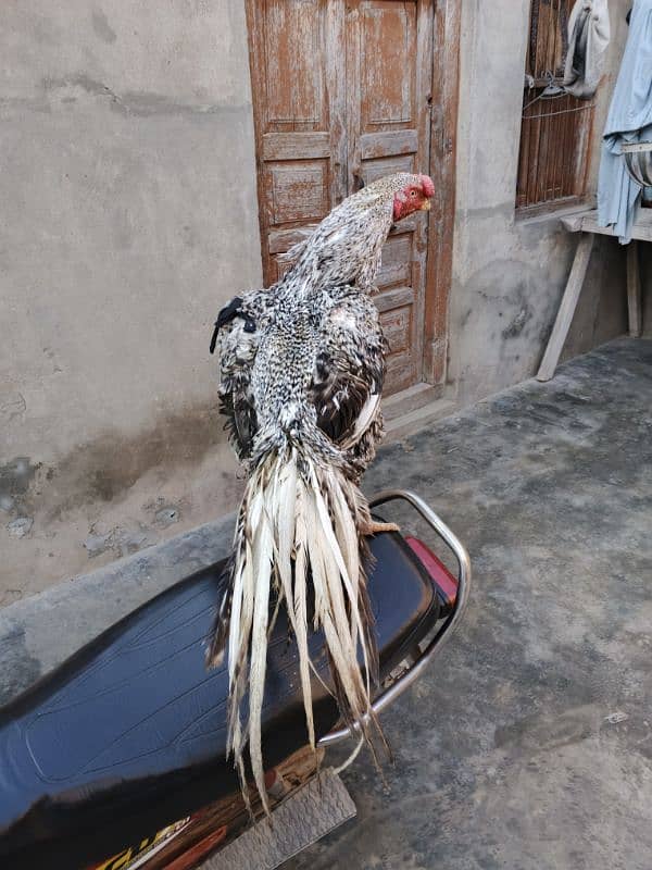 indian parrot beak long tail coin head aseel for sale 2