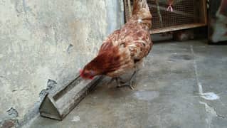 Egg laying desi hen for sale