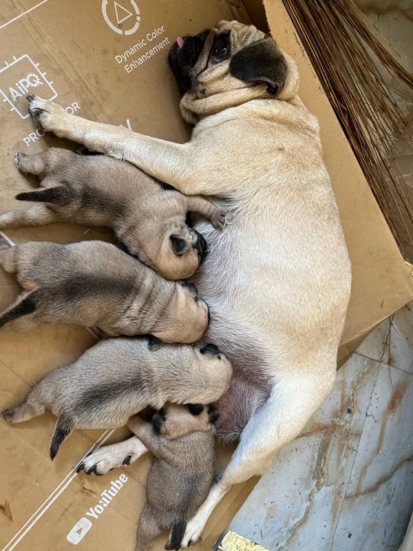 pug puppy 0