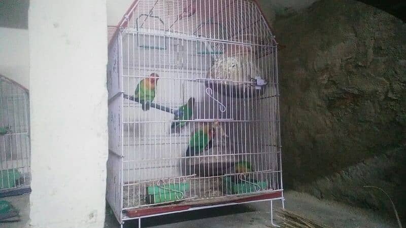 2 pair green fisher sb pair egg laying hai with cage 0