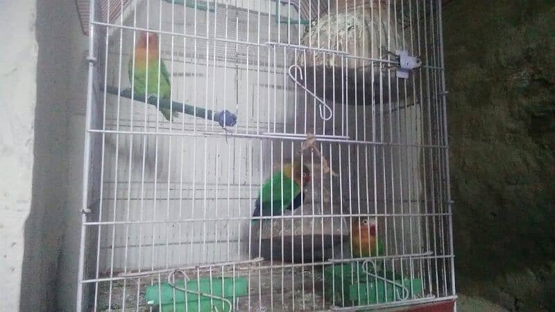 2 pair green fisher sb pair egg laying hai with cage 2