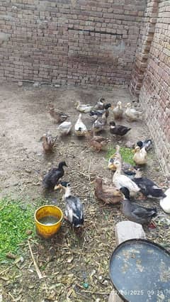 Duck for sale