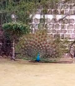 breeder peacock male