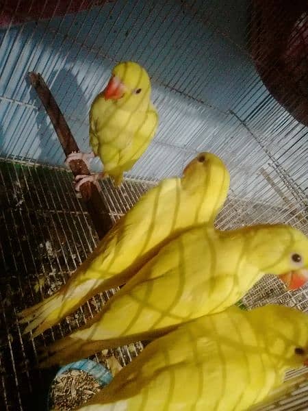 3 yellow ringneck babies 0