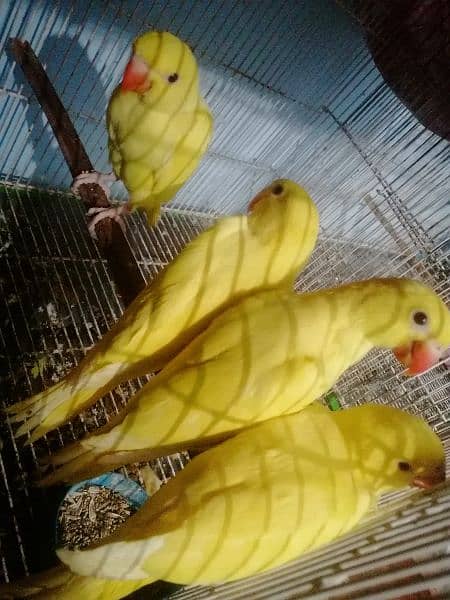 3 yellow ringneck babies 1