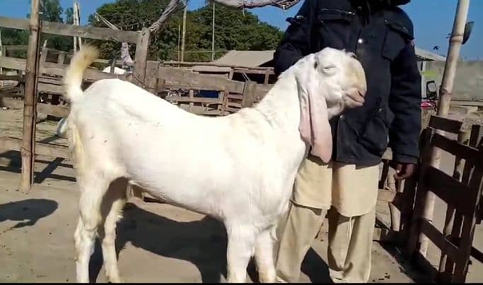 Desi Bakra For Sale Call Me __03263849824 0