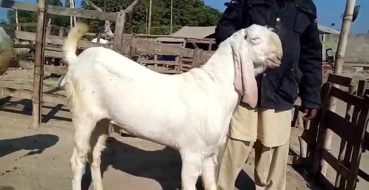 Desi Bakra For Sale Call Me __03263849824 1