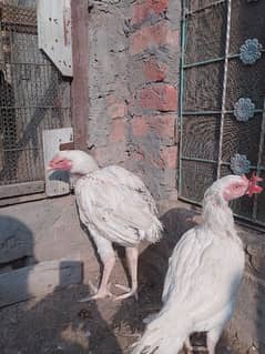 white Heera aseel pair