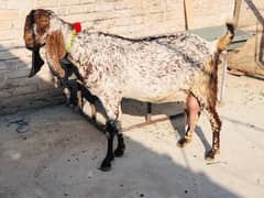 Makhi Cheeni Goat For Sale