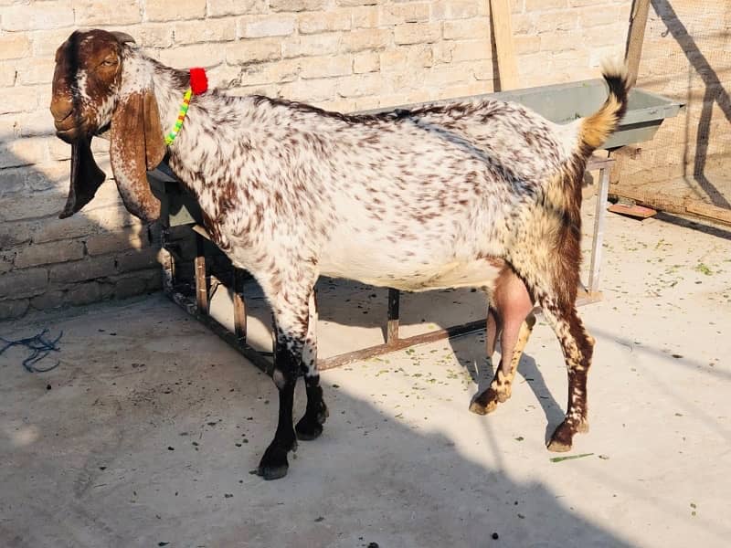 Makhi Cheeni Goat For Sale 1