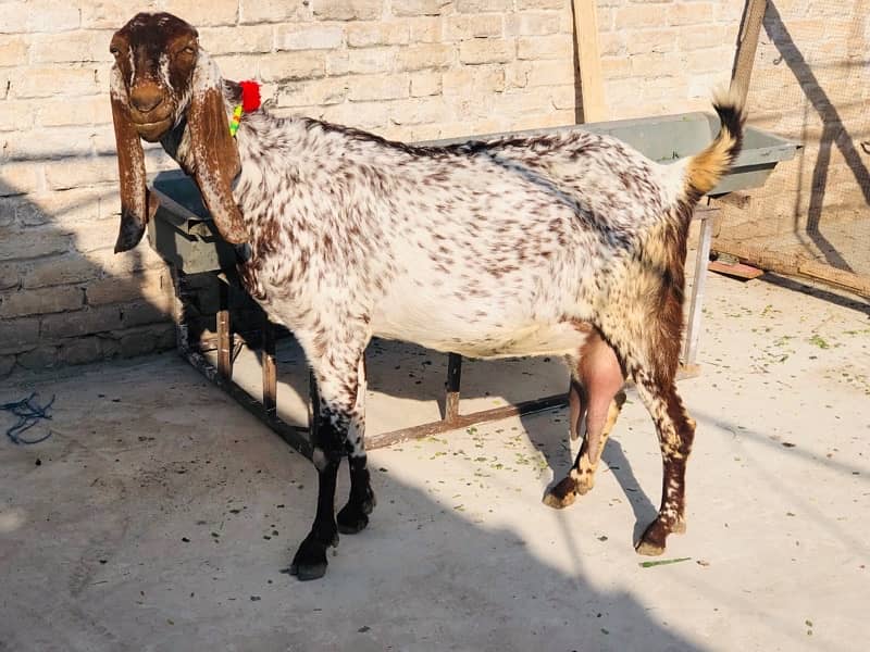 Makhi Cheeni Goat For Sale 3