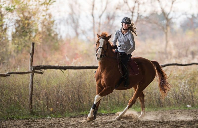 Learn horse riding or train your horses 0