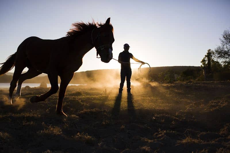 Learn horse riding or train your horses 1