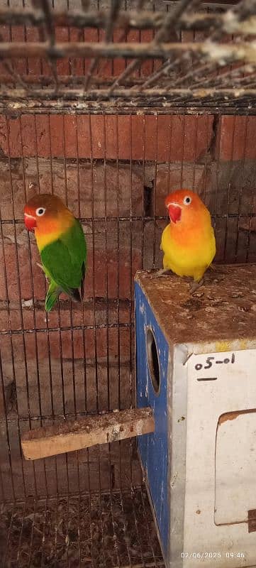 love birds03060609798 3