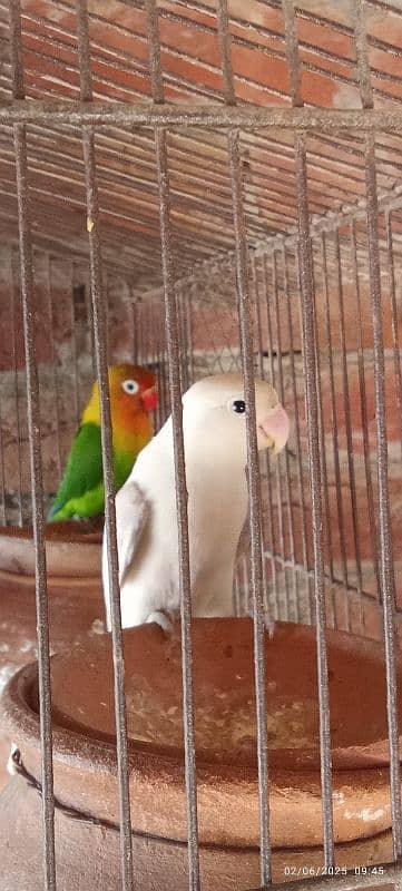 love birds03060609798 4