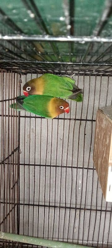 love birds03060609798 9