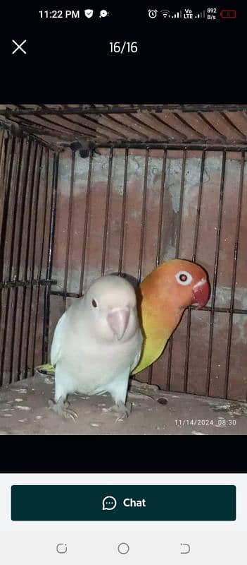 love birds03060609798 11