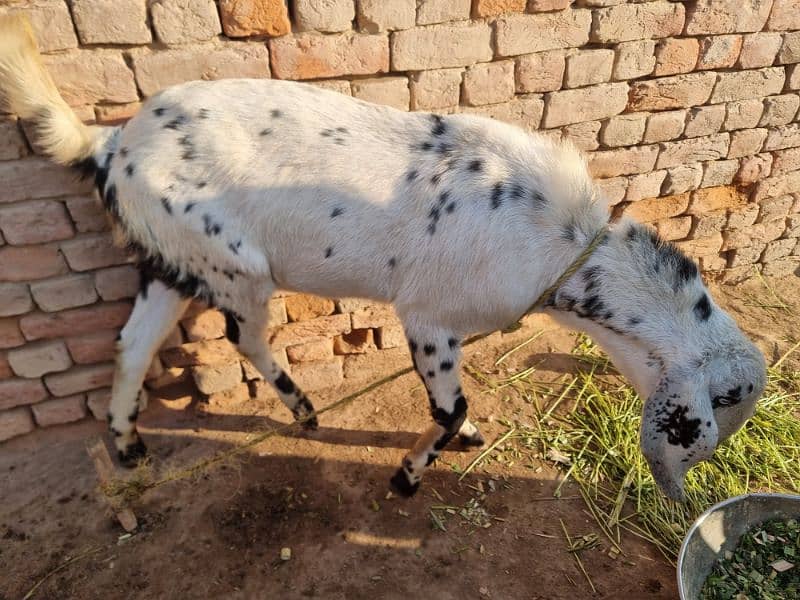 goats | bakra |desi bakra | kheera| birand 1