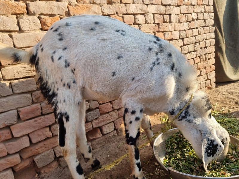 goats | bakra |desi bakra | kheera| birand 2