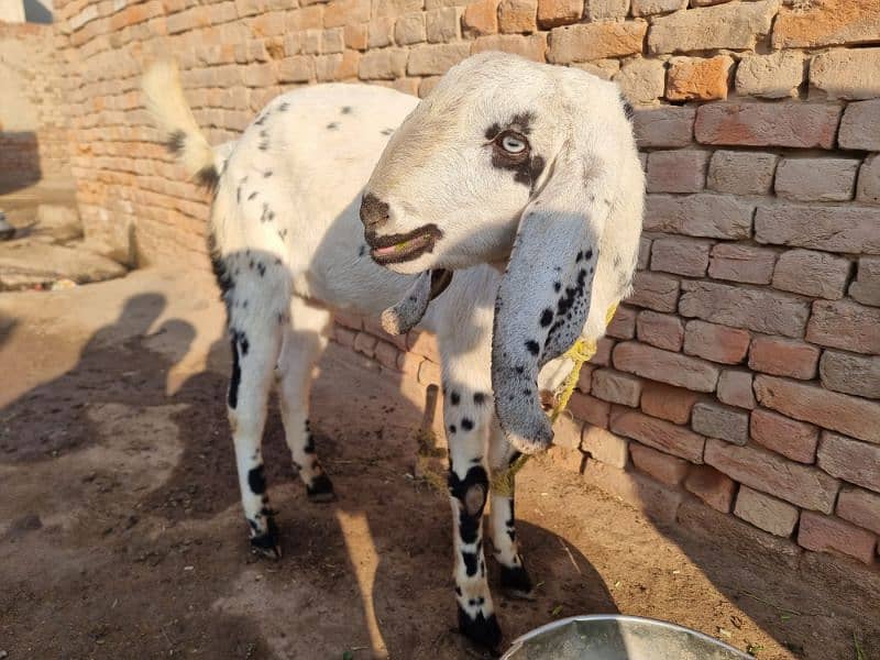 goats | bakra |desi bakra | kheera| birand 3